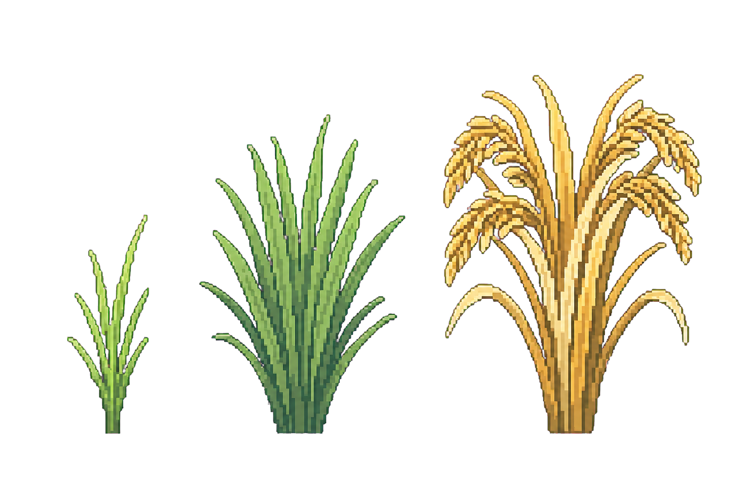 Three stages of rice growth, from a green seedling to a golden harvest