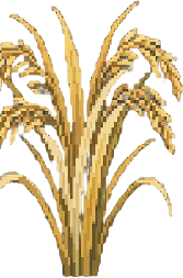 Ripe rice — harvest now!