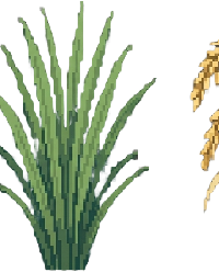 Growing rice