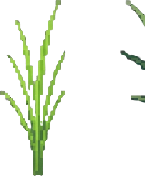 Sprout